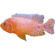 Aulonocara sp. Firefish M-thumb-0