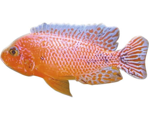Aulonocara sp. Firefish M-0