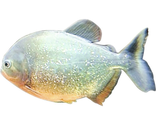 Piranha Serrasalmus Nettereri-0