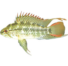 Pește-Sabie Apistogramma sp. Viejeta L-thumb-0
