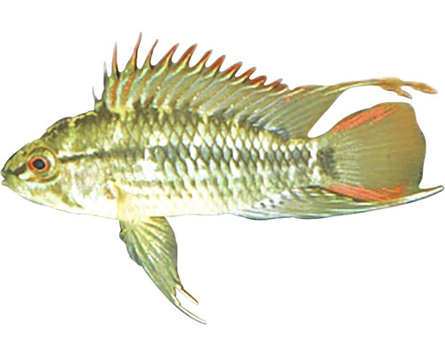 Pește-Sabie Apistogramma sp. Viejeta L-0