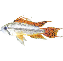 Apistogramma cacatuoides double red L-thumb-0