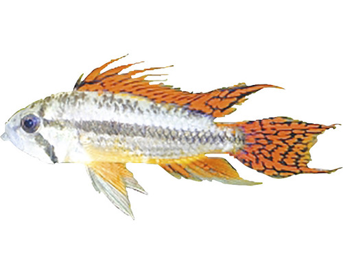 Apistogramma cacatuoides double red L-0