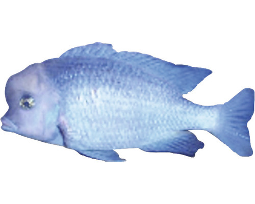 Malawi Blue Dolphin/ Haplochromis moorii M-0