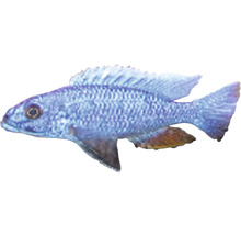 Haplochromis jaksoni/ahli M-thumb-0