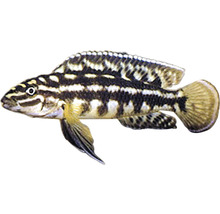 Julidochromis marlieri M-thumb-0
