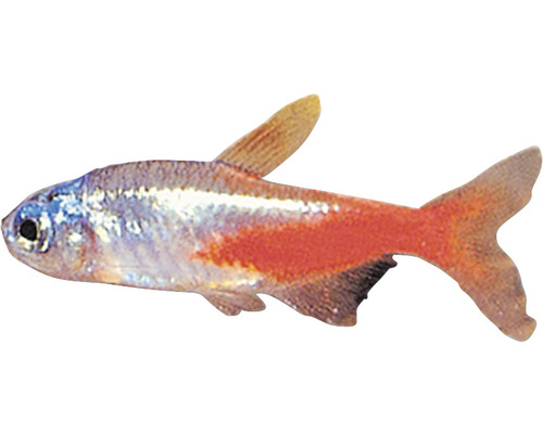 Pește neon Paracheirodon innesi diamant M-0