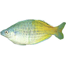 Peștele curcubeu Melanotaenia boesemani M-thumb-0