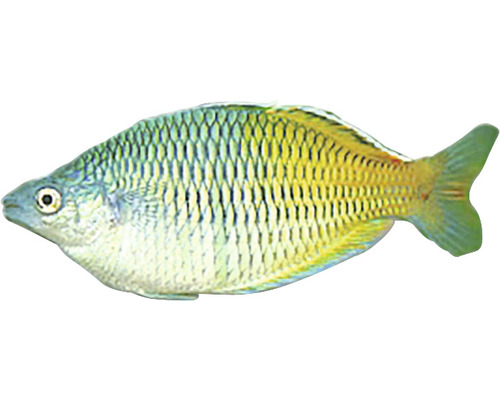 Peștele curcubeu Melanotaenia boesemani M-0