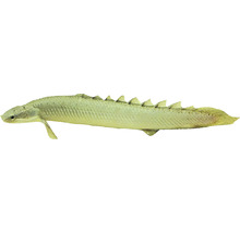 Polypterus senegalus L-thumb-0