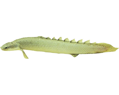 Polypterus senegalus L-0