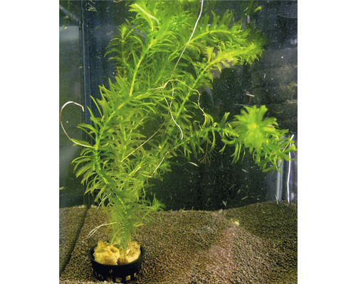 Plantă acvariu Egeria Densa Easy 3