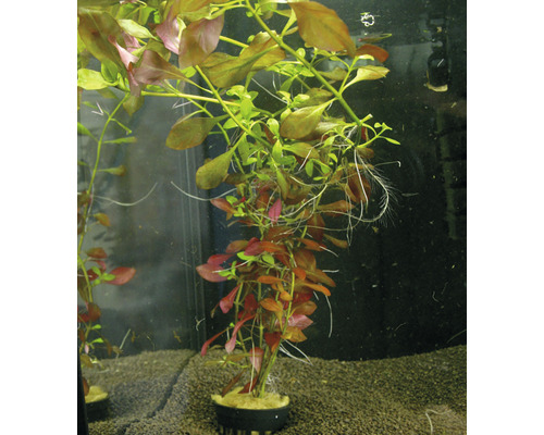 Plantă acvariu Ludwigia Repens Easy 3