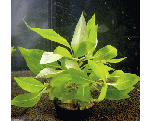 Plantă acvariu Hygrophila Corymbosa compact Easy 4