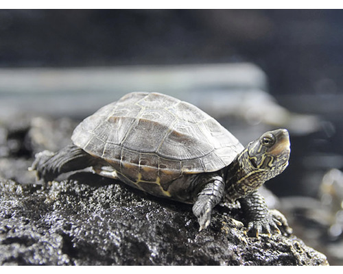 Broască țestoasă Mauremys Reevesii Baby