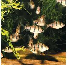 Hrană pentru pești, granule, JBL NovoGranoMix Click Refill 250 ml-thumb-3