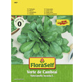 FloraSelf semințe de salată verde de grădină Cambra