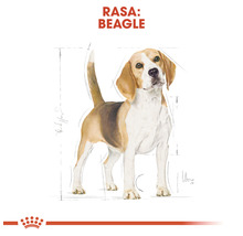 Hrană uscată câini Royal Canin Beagle Adult 3 kg-thumb-5