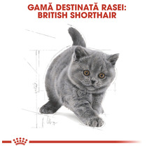 Hrană uscată pentru pisici, Royal Canin Kitten British Shorthair, 2 kg-thumb-6