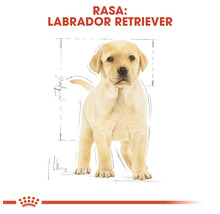Hrană pentru câini Royal Canin Labrador Retriever Junior 12 kg-thumb-6