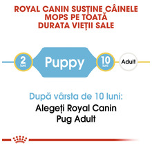 Hrană uscată pentru câini Royal Canin Pug Junior, 1,5 kg-thumb-5