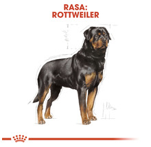 Hrană uscată pentru câini Royal canin Rottweiler Adult 12 kg-thumb-5