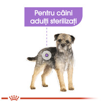 Hrană uscată pentru câini, ROYAL CANIN Mini Sterilised, 8 kg-thumb-4