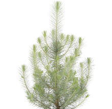 Pinus pinea 'Silver Crest'/ Pin de piatră, h 50-60 cm, Ø 17 cm-thumb-1