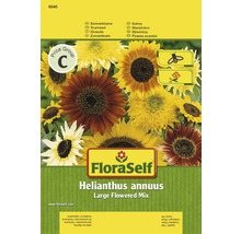 FloraSelf semințe de floarea-soarelui, flori uriaşe "Helianthus annuus"-thumb-0
