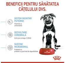 Hrană uscată pentru câini Royal Canin Maxi Puppy 15 kg-thumb-4