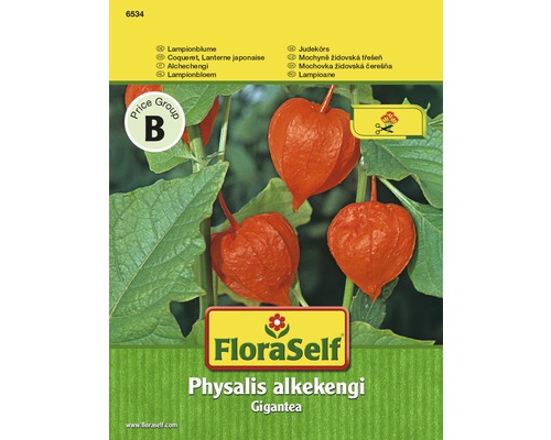 FloraSelf semințe de floare-lampion "Physalis alkekengi"