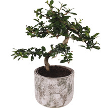 Bonsai FloraSelf Ficus microcarpa Ginseng H 30-35 cm ghiveci ceramică Ø 15 cm-thumb-0