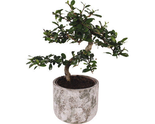 Bonsai FloraSelf Ficus microcarpa Ginseng H 30-35 cm ghiveci ceramică Ø 15 cm-0