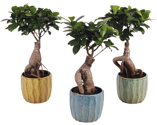 Ficus FloraSelf Ficus microcarpa Ginseng H ca. 30 cm ghiveci ceramică Exotic Ø 10 cm diferite culori