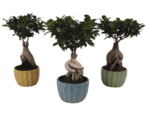 Ficus FloraSelf Ficus microcarpa Ginseng H ca. 40 cm ghiveci ceramică Exotic Ø 17 cm diferite culori-0