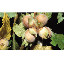 Pom fructifer alun 'Coryllus Avellana'-thumb-1