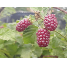 Pom fructifer Mur-Zmeur Tayberry 'Rubus fructicosus x idaeus' H 200 cm-thumb-0