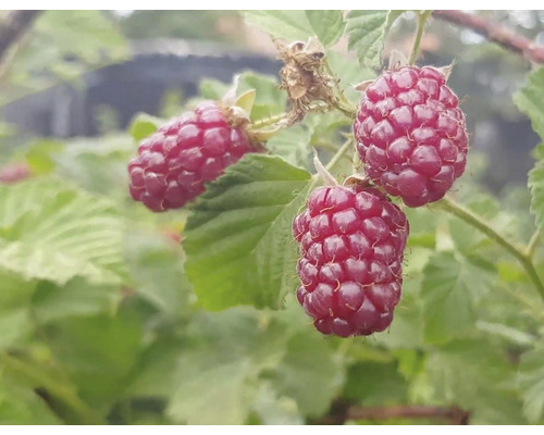 Pom fructifer Mur-Zmeur Tayberry 'Rubus fructicosus x idaeus' H 200 cm-0