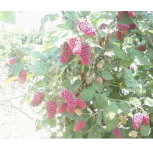 Pom fructifer Mur-Zmeur Tayberry 'Rubus fructicosus x idaeus' H 200 cm-thumb-4