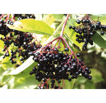 Arbust fructifer soc negru 'Sambucus nigra' H 500 cm-thumb-0