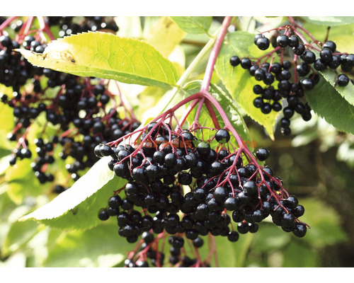 Arbust fructifer soc negru 'Sambucus nigra' H 500 cm-0