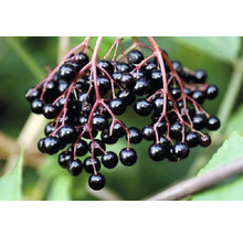 Arbust fructifer soc negru 'Sambucus nigra' H 500 cm-thumb-4