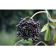 Arbust fructifer soc negru 'Sambucus nigra' H 500 cm-thumb-5