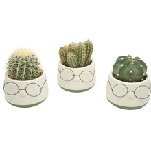 Cactus Mix FloraSelf H 15-20 cm ghiveci ceramică cu ochelari Ø 13 cm-thumb-1