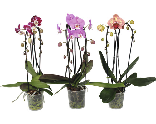 Orhidee fluture FloraSelf Phalaenopsis multiflora Cascade H 55-60 cm ghiveci Ø 12 cm diferite culori