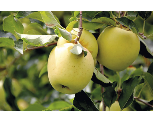 Malus domestica/ Măr cu rădăcină împachetată