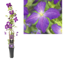 Clematita FloraSelf Clematis-Cultivars 'So Many® Blue Flowers PBR' H 50-70 cm Co 2,3 L-thumb-1