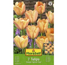 Bulb FloraSelf® lalea Single Early 'Apricot Foxx' portocaliu 7 buc-thumb-0
