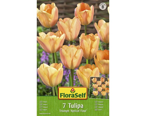 Bulb FloraSelf® lalea Single Early 'Apricot Foxx' portocaliu 7 buc-0