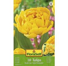Bulb FloraSelf® lalea Double Early 'Yellow Pomponette' galben 10 buc-thumb-0